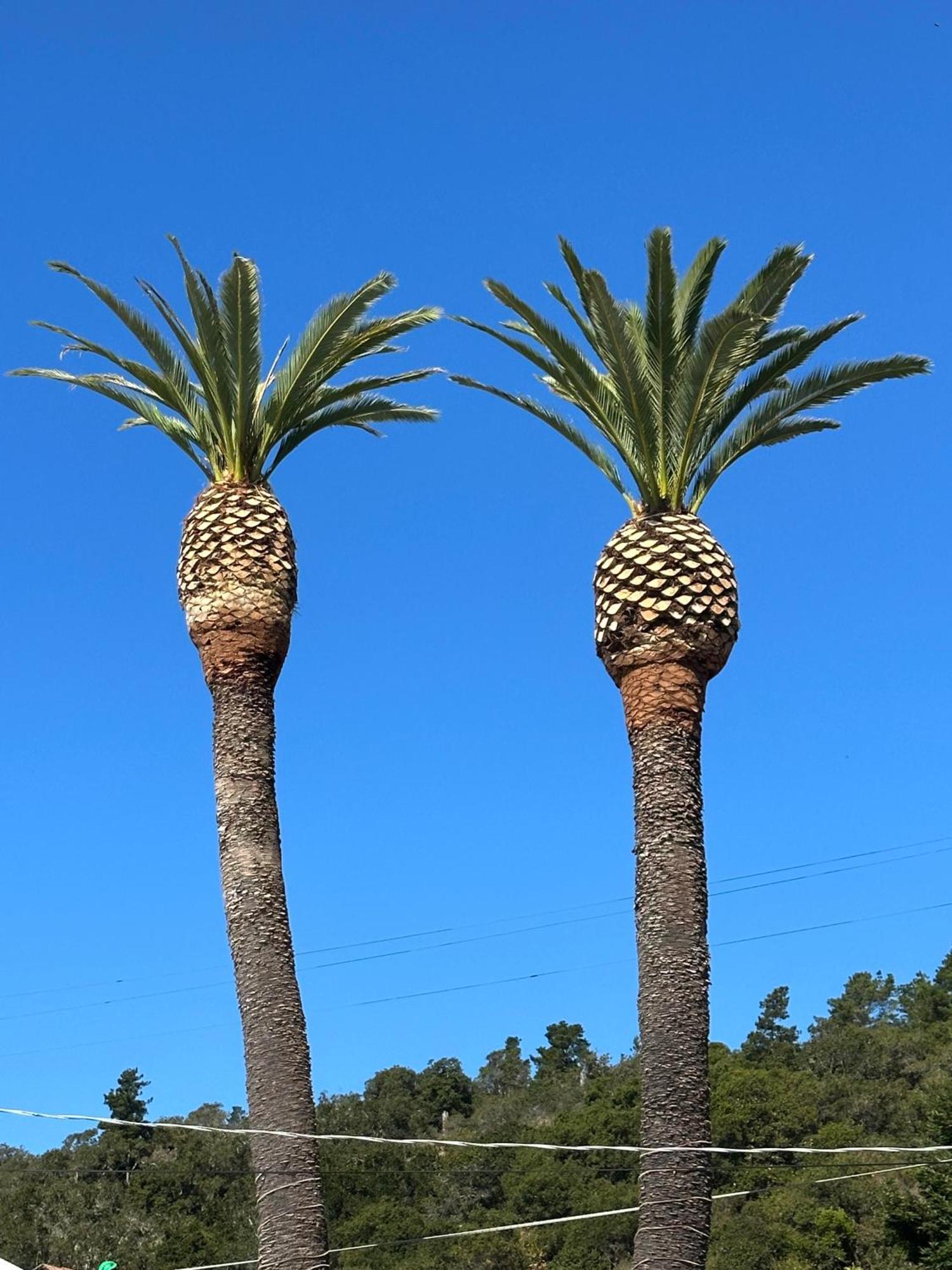 Cambria Palms Motel Exterior foto